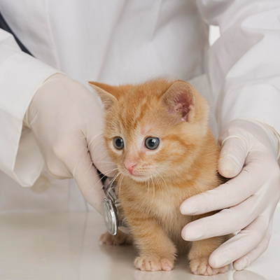 Cat being examined with a stethoscope by veterinarian.