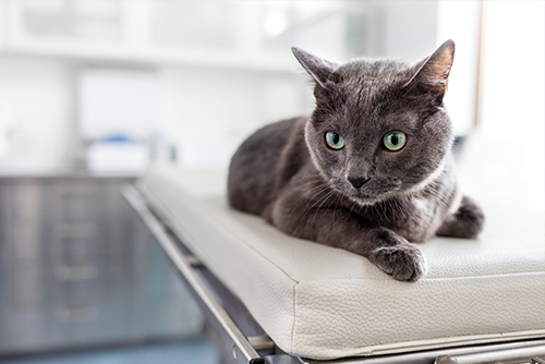 Portrait of a cat in veterinary clinic