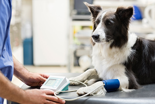 Veterinarian examining dog in vet's surgery