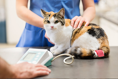Veterinarian examining cat in vets surgery