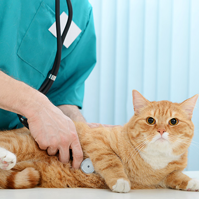 Vet examining cat in veterinary clinic