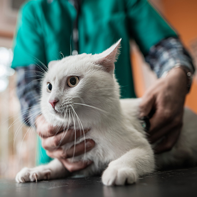 Cat being examined with a stethoscope by veterinarian.