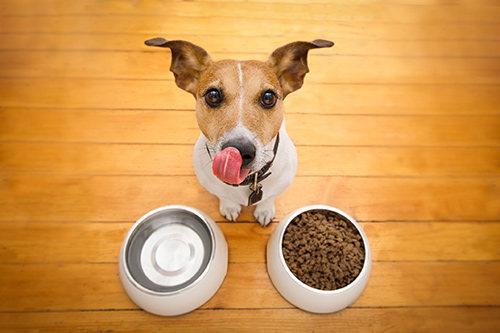 Adorable Dog With Dog Food and Water